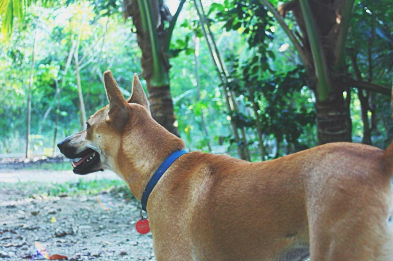 Bohol Coco Farm Hostel Panglao Kültér fotó